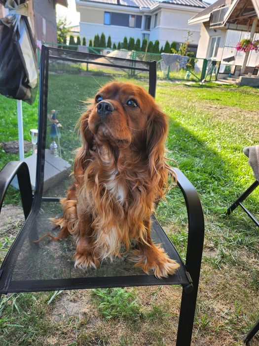 Cavalier king charles spaniel szczeniaczek