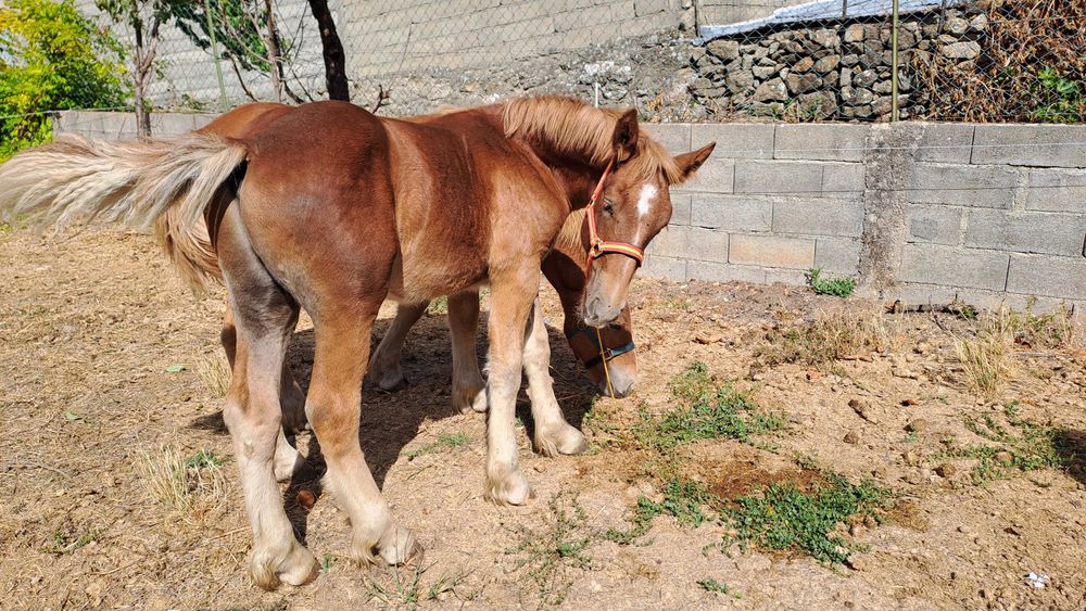 Poldro breton de 2025