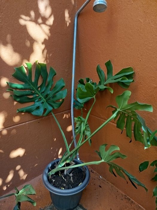 Planta natural grande, monstera deliciosa costela de Adão