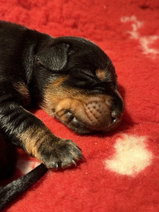 Dobermany, doberman szczenięta FCI piesek z najlepszej hodowli