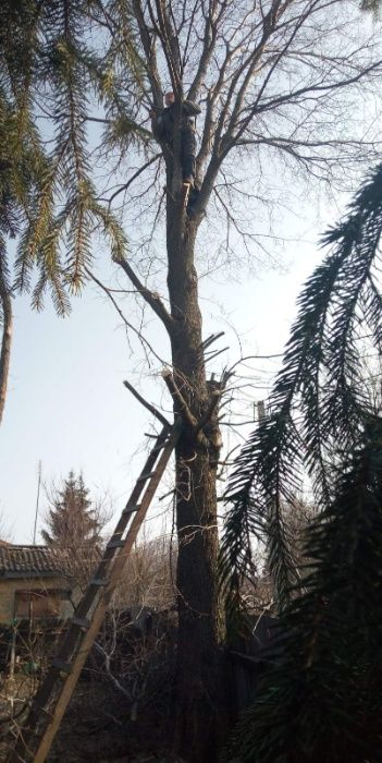 Займаюсь валкою дерев