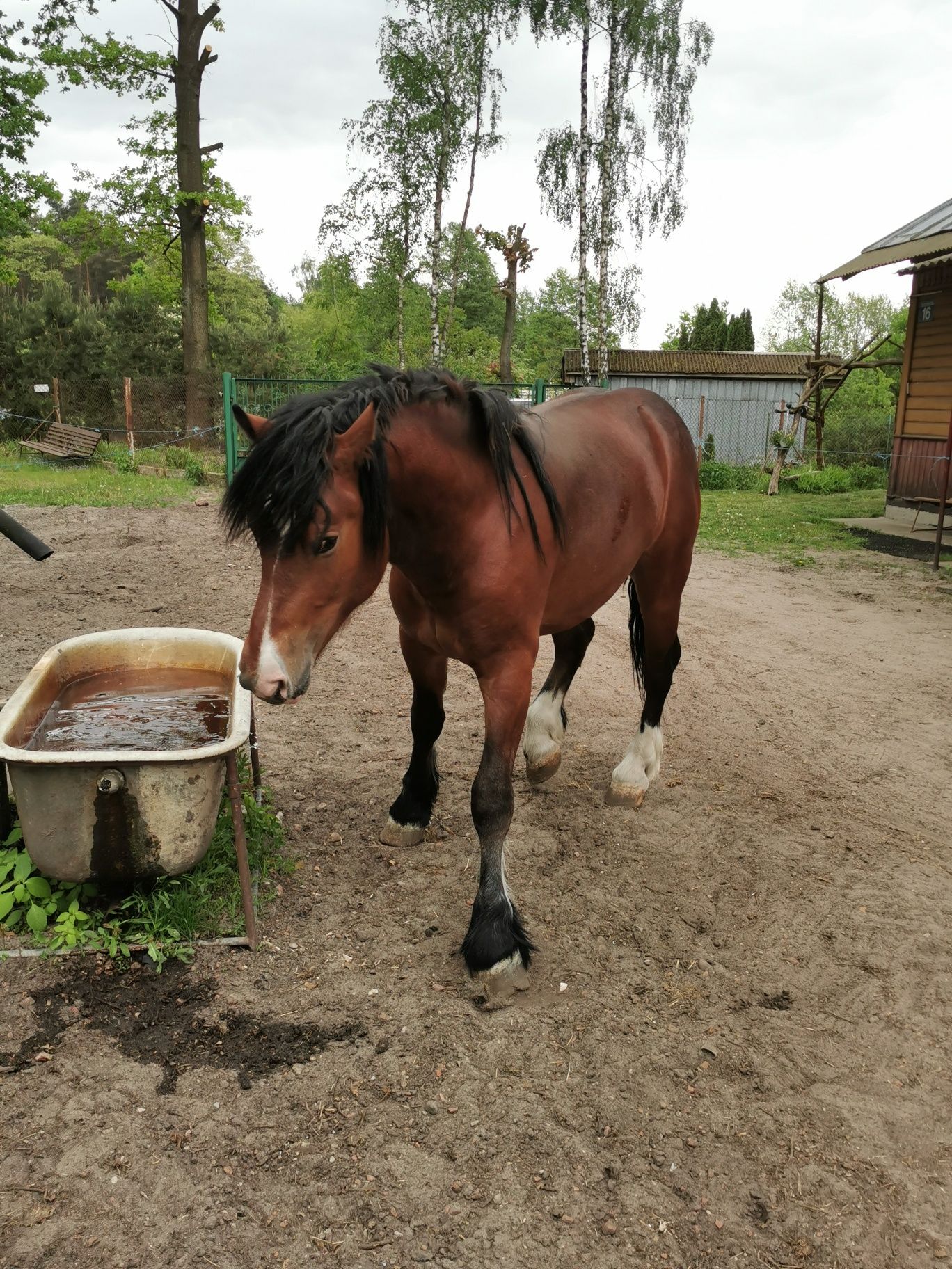 Sprzedam koń, źrebak Miłek