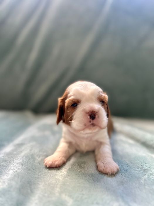 Cavalier King Charles Spaniel