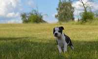 Staffordshire Bull Terier staffik staff Warunek Hodowlany