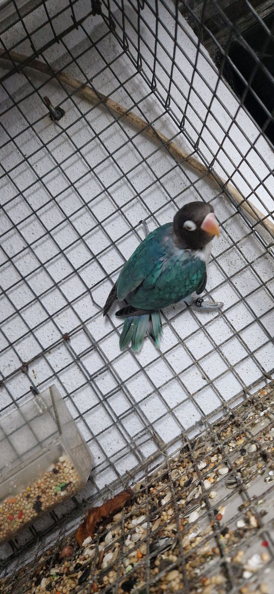 Vendo  Agapornis personata