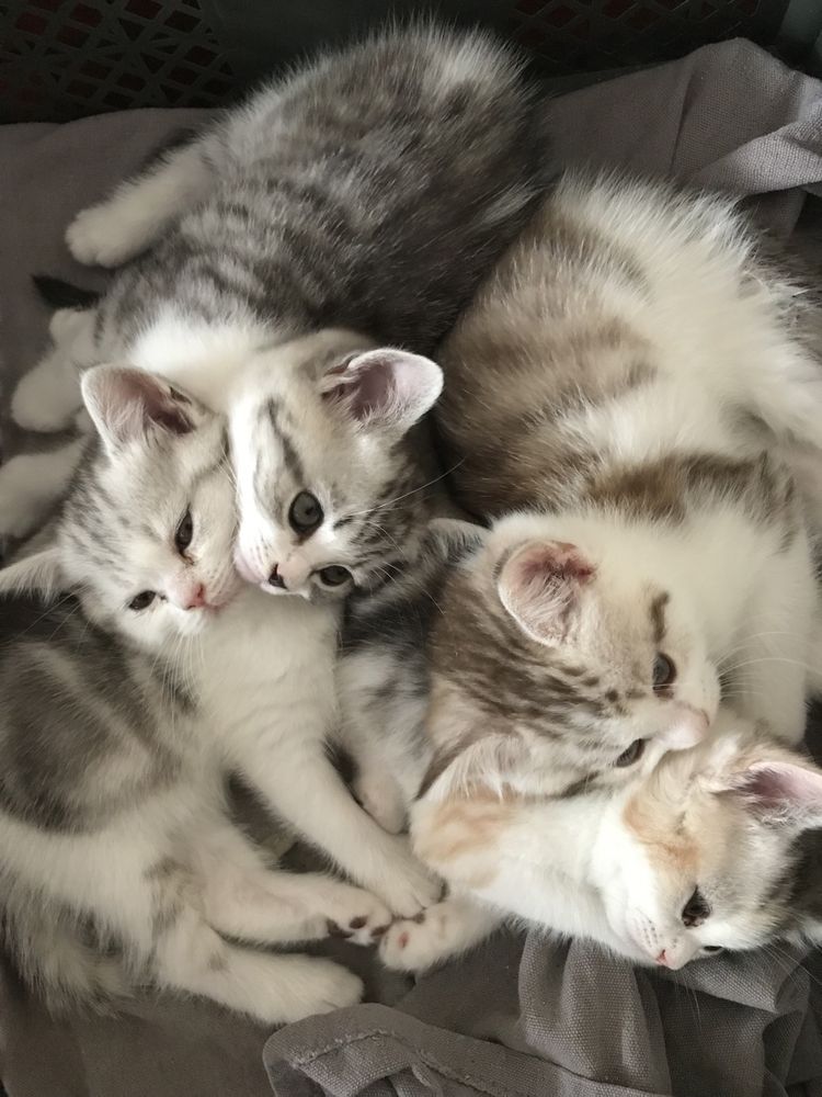 Шотландські кошенята