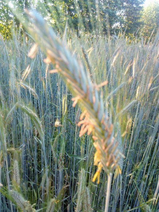 Żyto Dańkowski Rubin siew po centrali