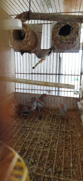 Vendo pássaros Mandarins