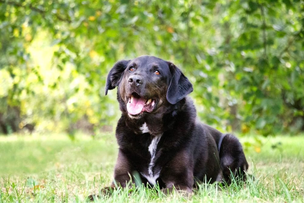 Rex w typie labradora do adopcji