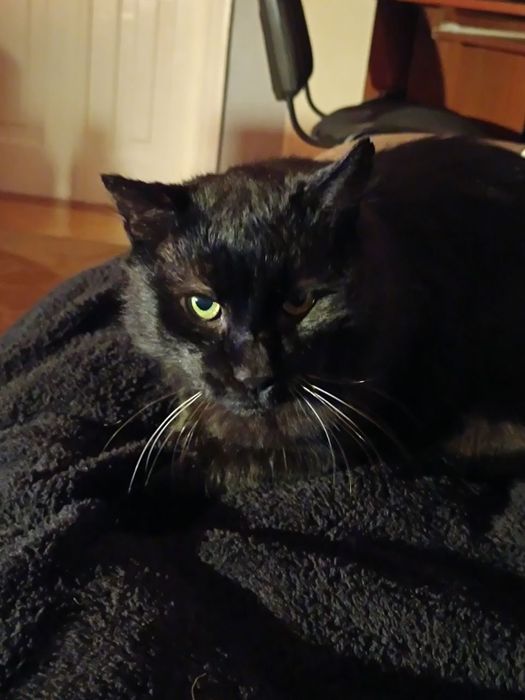 Загубився чорний кіт