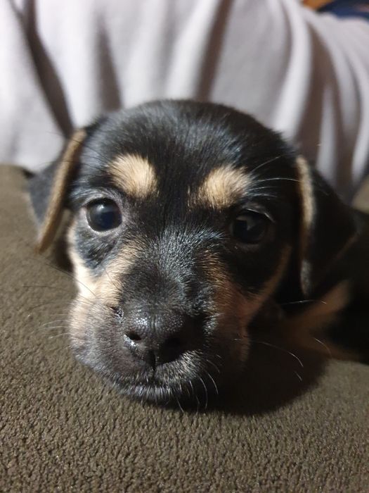 Врятоване цуценя у пошуках дому