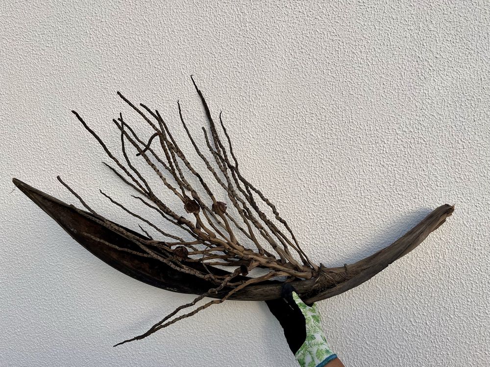 Tronco de coqueiro para decoracao de aquario grande