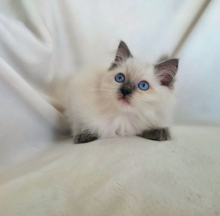 Ragdoll  rasowy z rodowodem WCF Kocurek blue colourpoint
