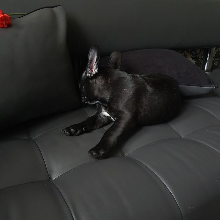 Хлопчик та дівчинка DARK BRINDLE/ CHOCO BRINDLE - TOP-якості