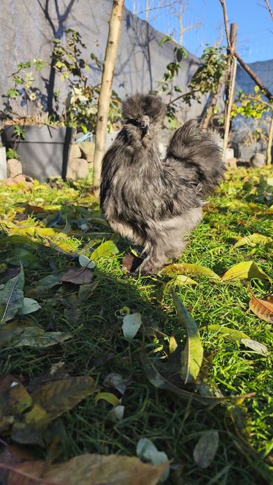 Koguty silka 5 6 miesięcy