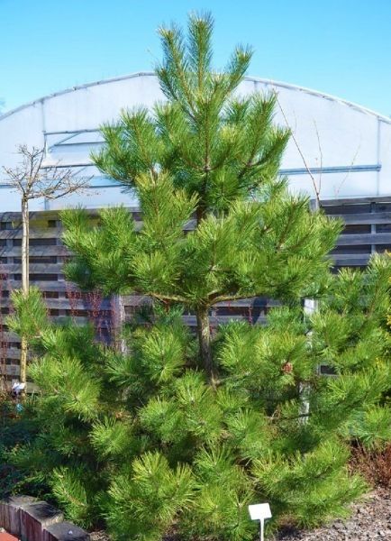 Sosna czarna (pinus nigra nigra)30-40cm