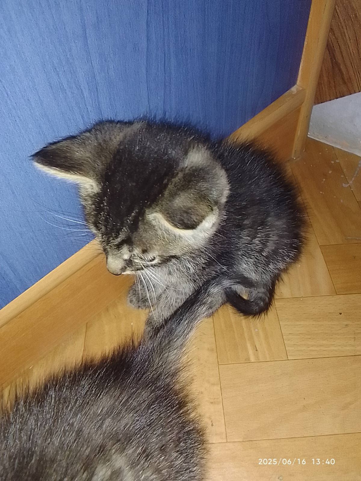 Pilnie oddam kotki