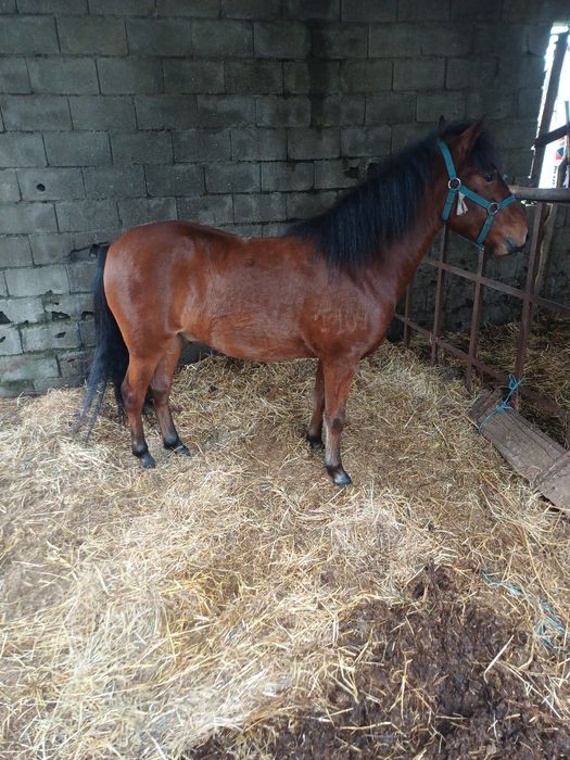 Garrano puro, muito manso