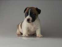 JACK Russell Terrier % FCI suczka