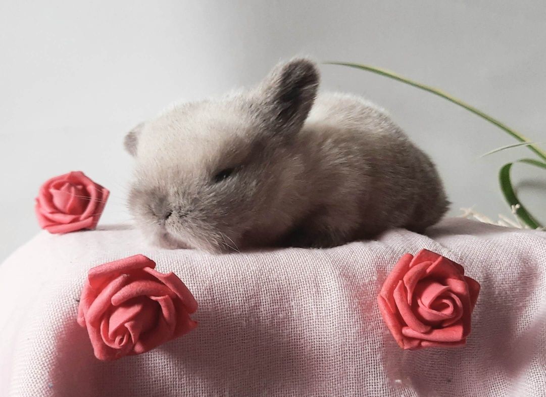 Mini lop królik miniaturka hodowla zarejestrowana