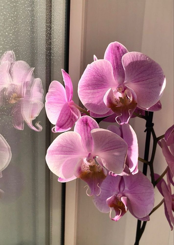 Орхідея, кімнатні рослини