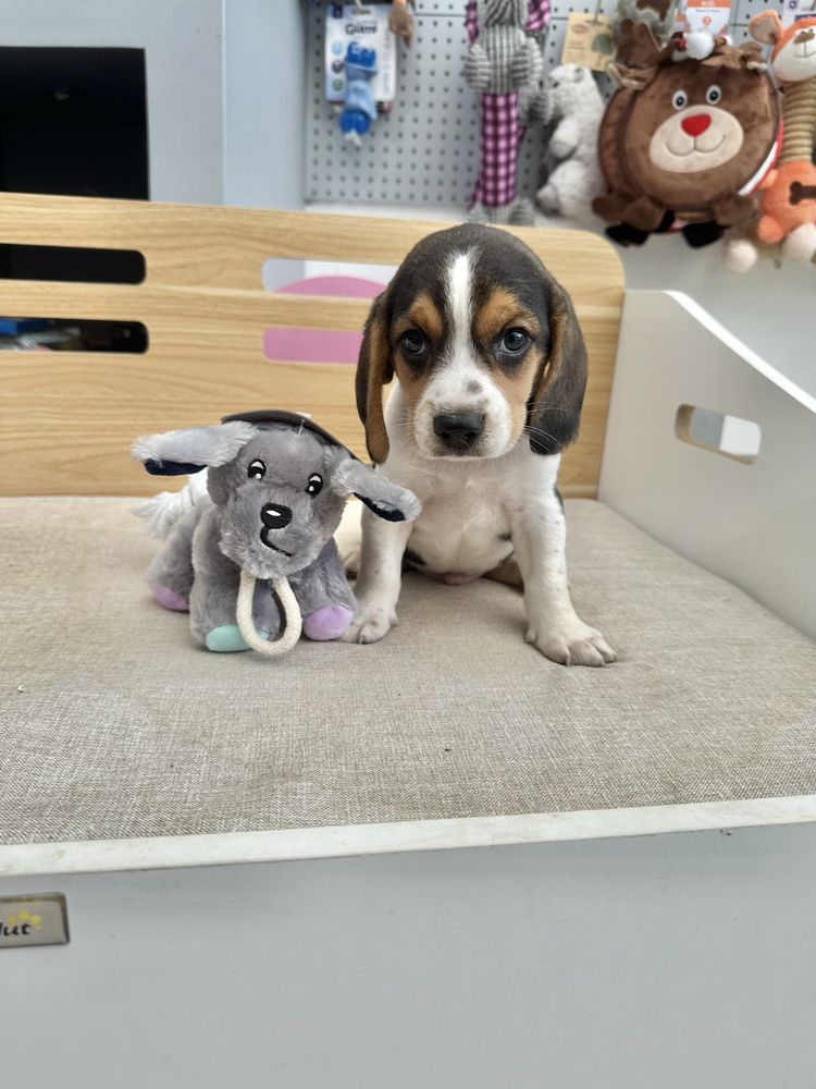 Beagle menino fantastico