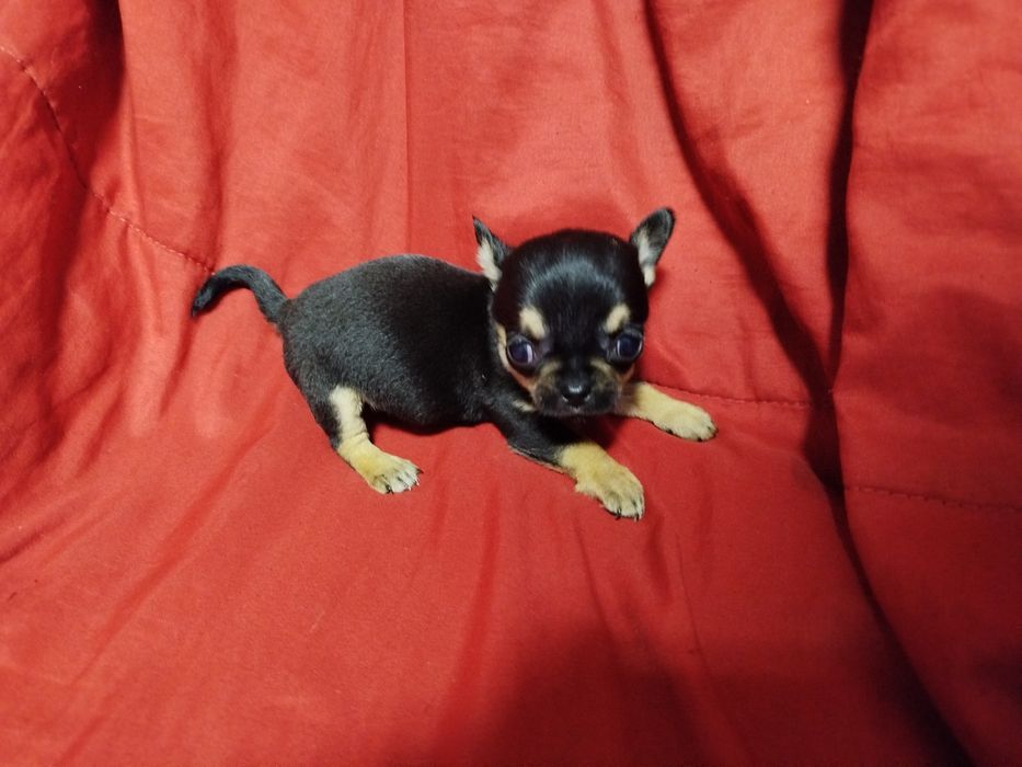 Chihuahua de pelo curto