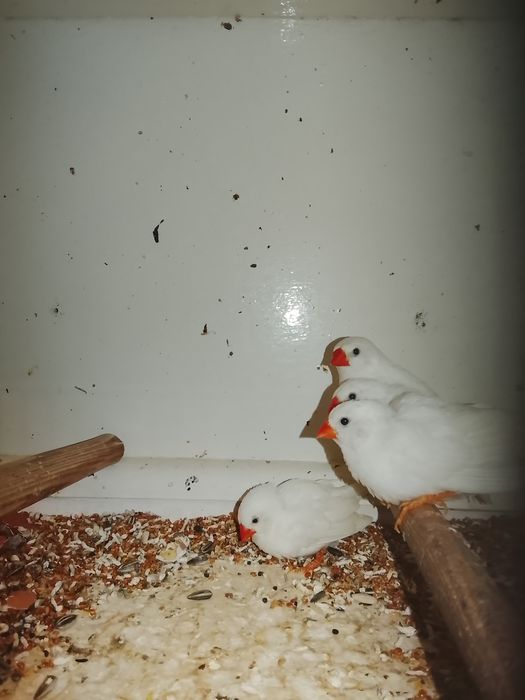 Żeberki. Białe  roczne