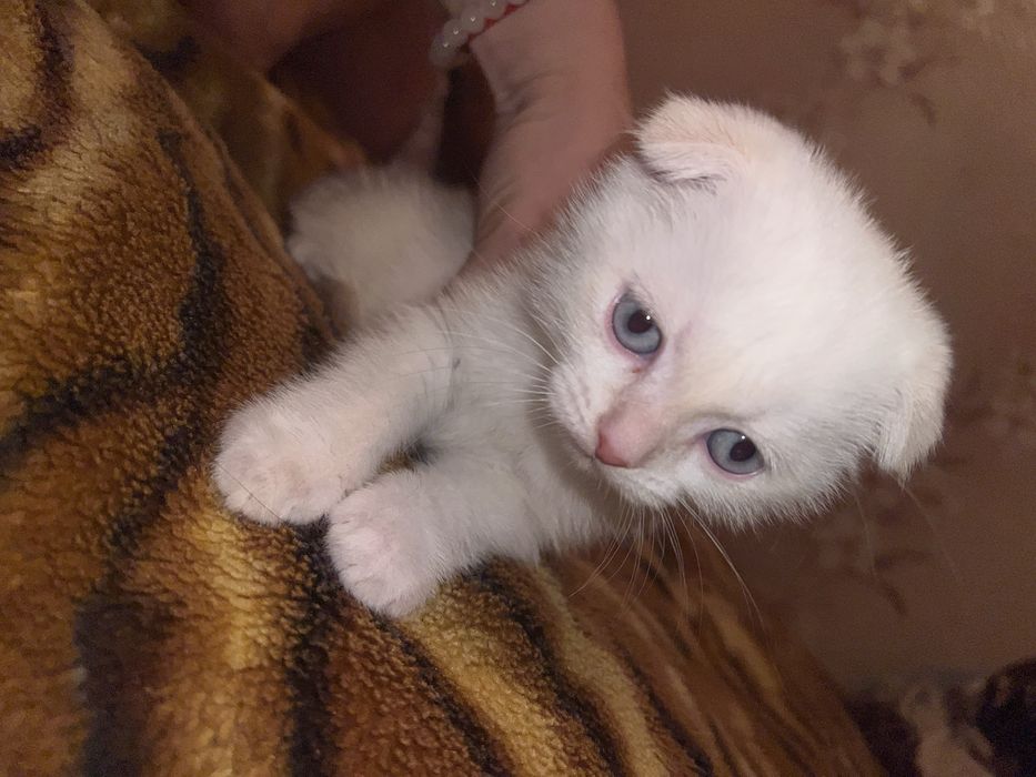 Отдам котят, только в хорошие ручки, харков, безплатно