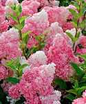 Hortensa bukietowa