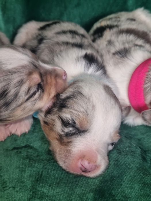 * * * sunia * * *  Border Collie