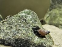 Ślimak świderek granifera rzadki - Tarebia brązowa