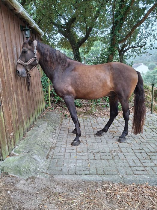 Cavalo cruzado - castrado - 12 anos