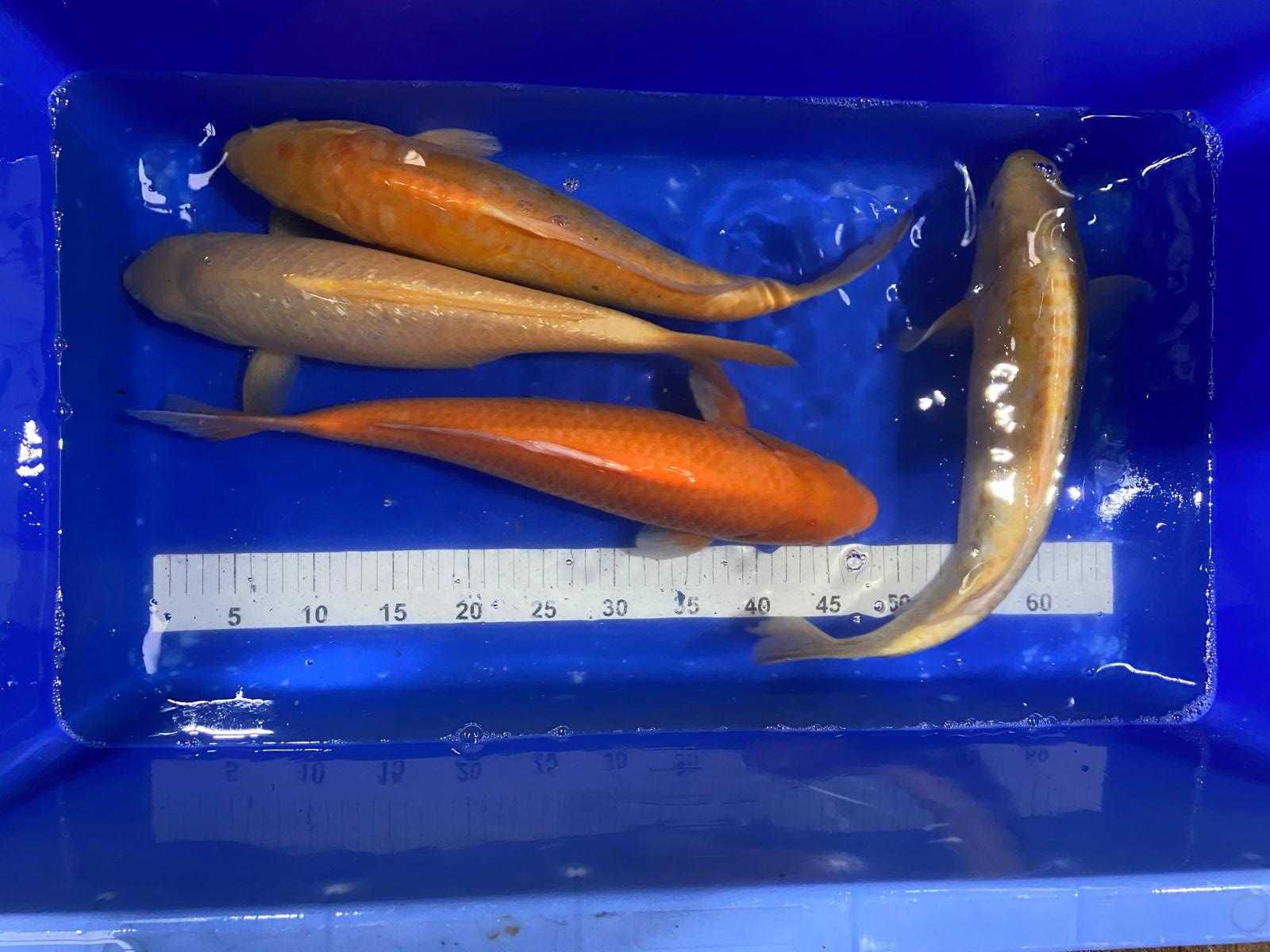 Karp Koi Oryginalny z Japonii