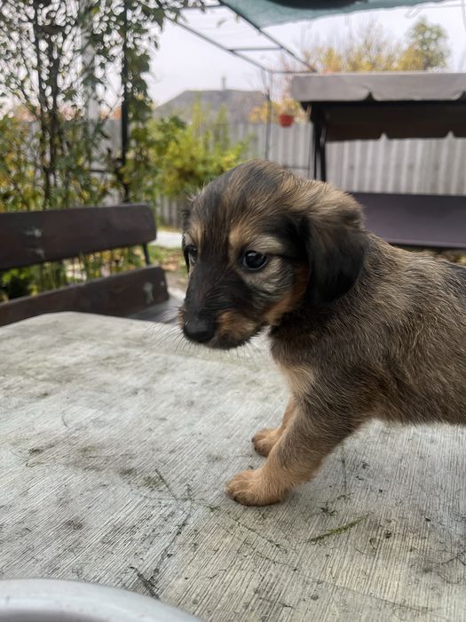 Відам в добрі руки