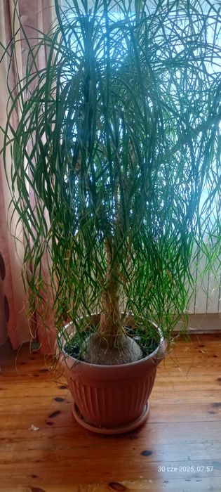 Nolina/ Stopa słonia: drzewko 2 metry