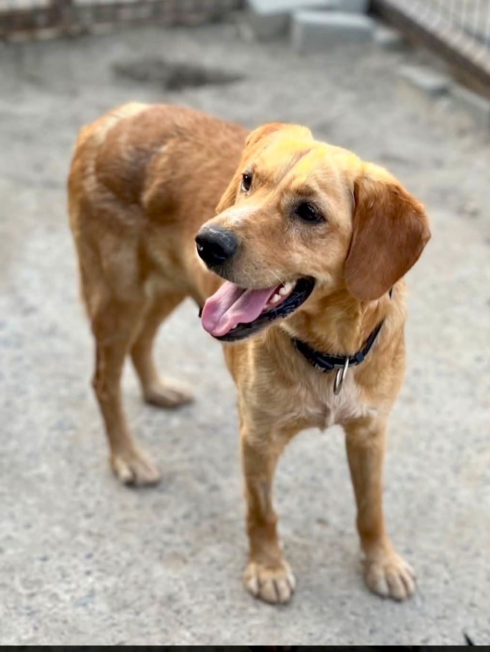 Eliza gorąco poleca się do adopcji:)