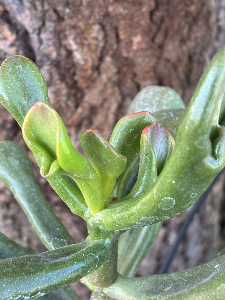 Красула варієгатна Мани Мейкер Crassula Money Maker
