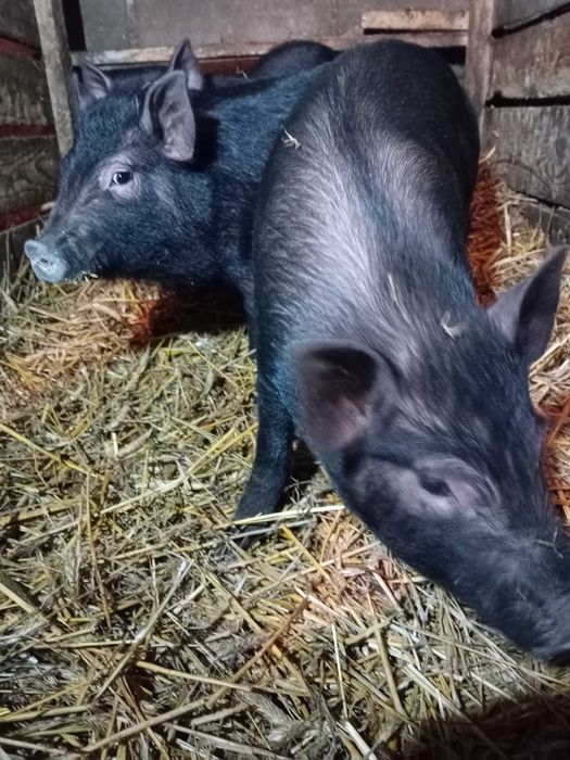 Sprzedam knurki mieszańce