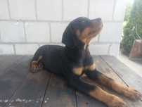 Rottweiler szczeniaczek