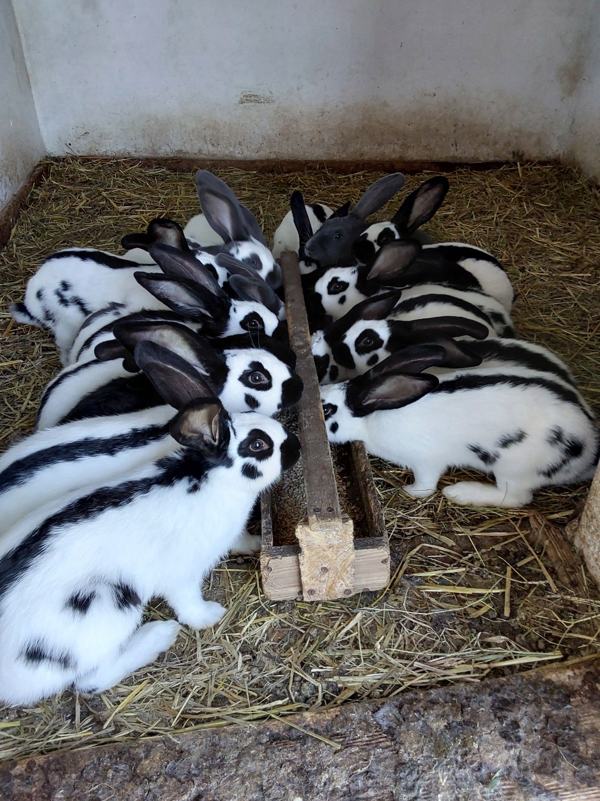 Króliki srokacze niemieckie