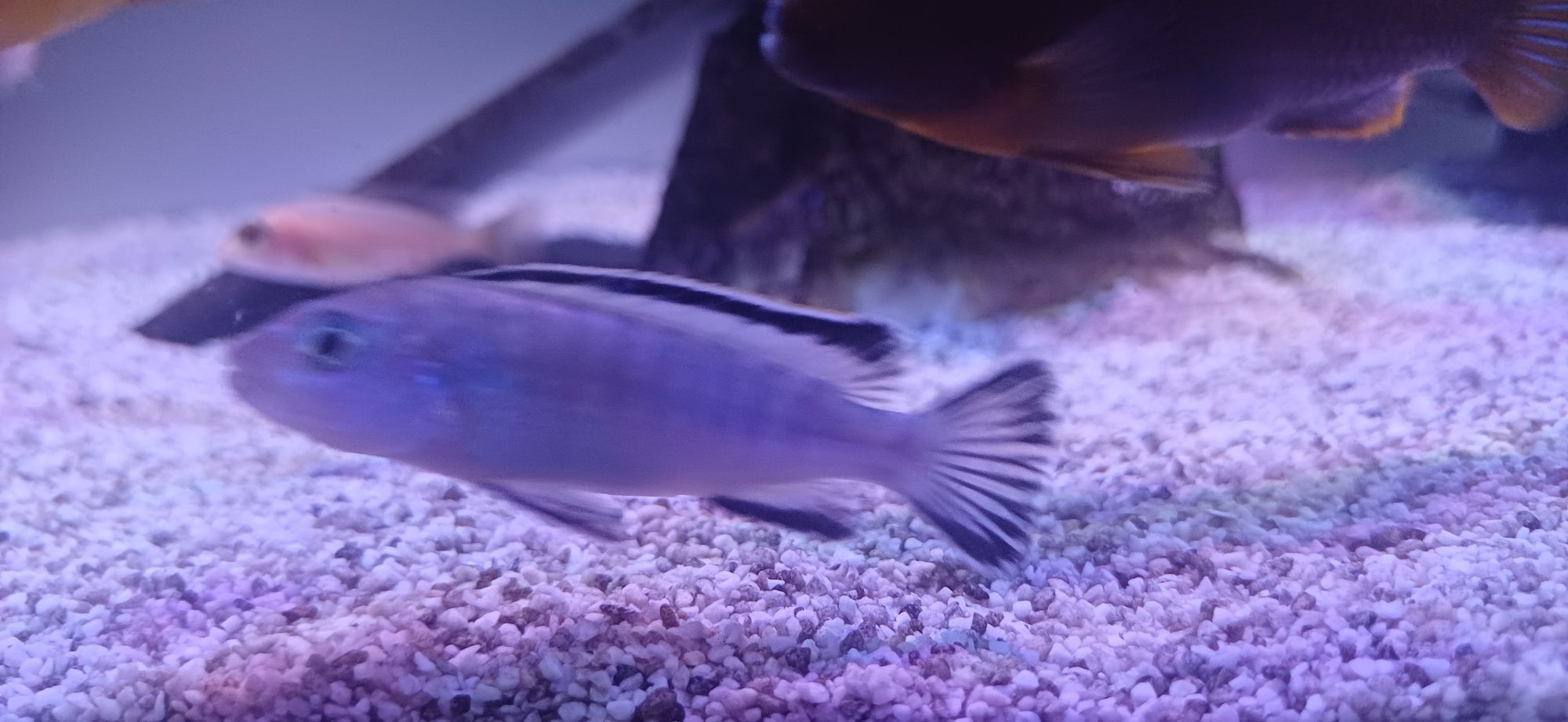 samice Pyszczaka  Pseudotropheus socolofi Pyszczak niebieski