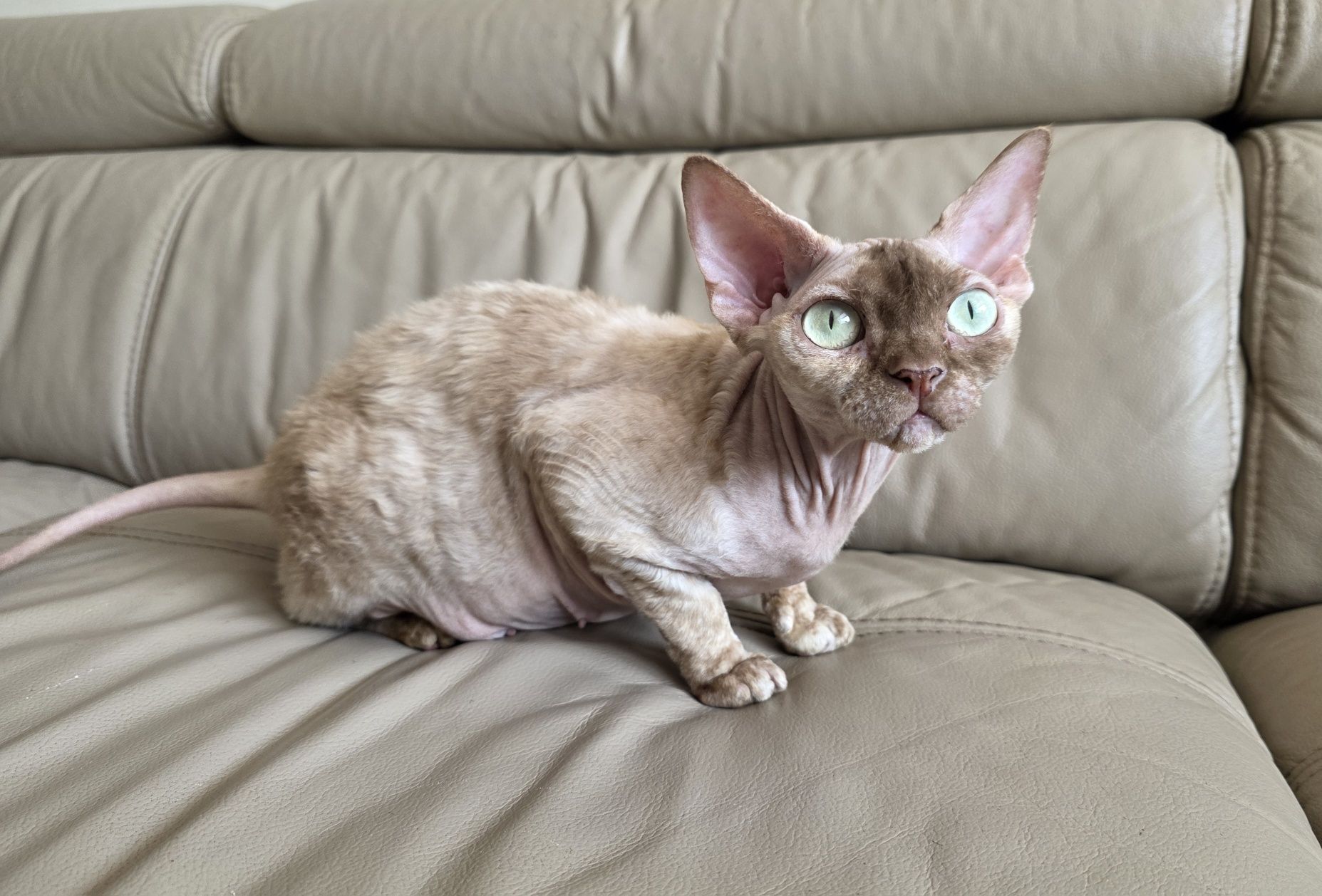 Devon Rex - Endorfinka - Gotowa do zmiany domku - Trójmiasto