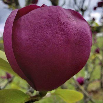 Магнолія Сакура Рододендрон Азалія Гібіскус Гортензія Піони