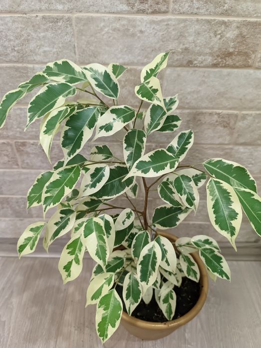 Фікус Де Гантель