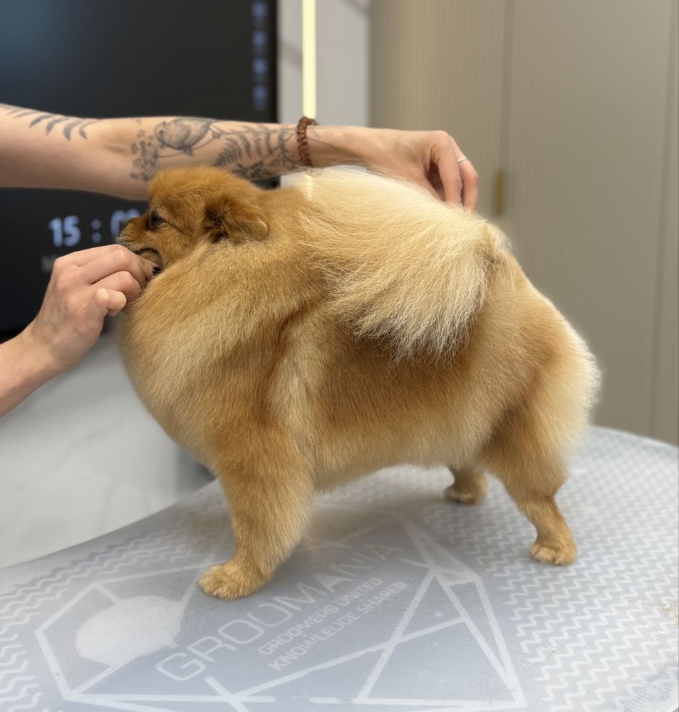 Szpic miniaturowy, pomeranian mini mini OFELIA