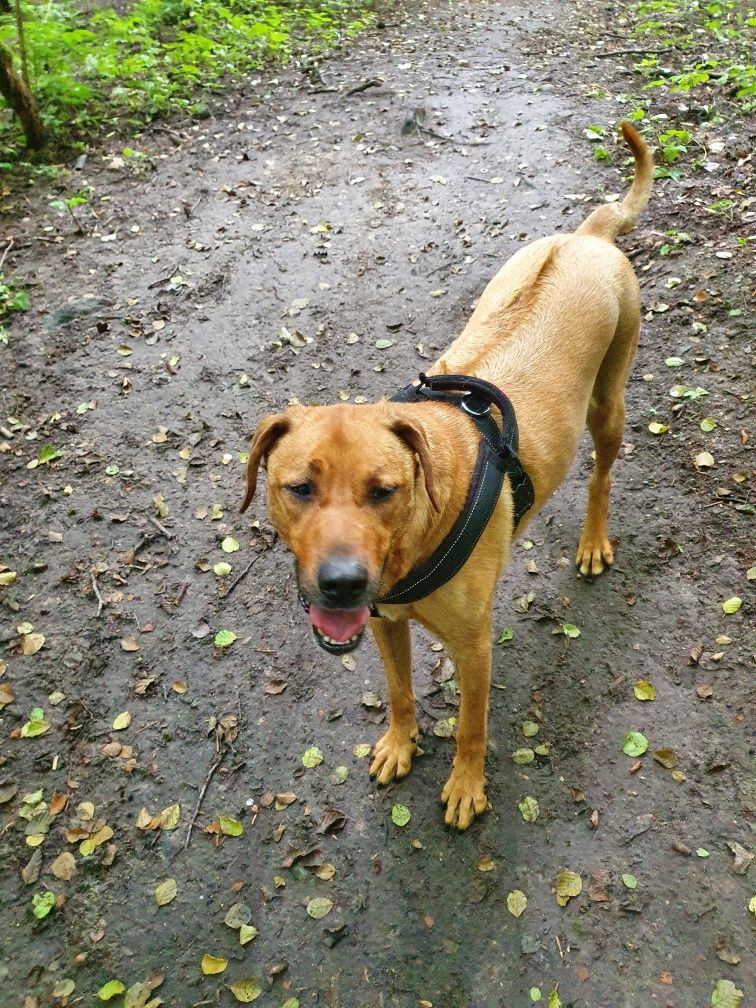 Pies w typie Rhodesian Ridgeback