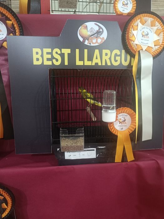 Llarguet espanhol, Fife fancy, frisado do sul