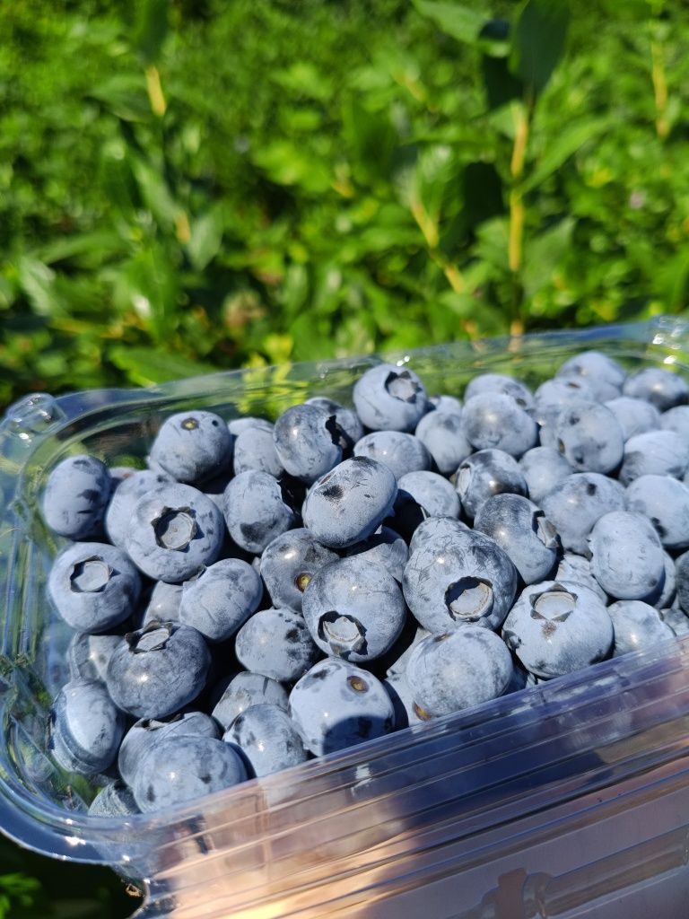 Ягідки Лохини(Черкаси)