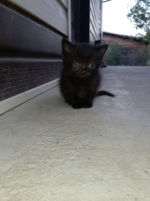 Відам кошенят в добрі руки